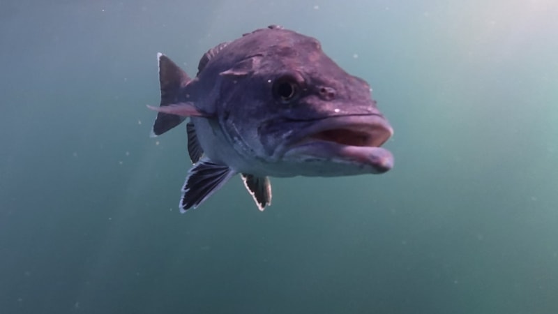 Prehistorická ryba z hlubin oceánu připlula k pobřeží. Bývá označována za „živou fosilii“