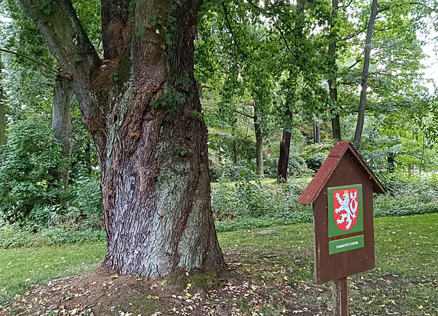 Tyčí se do výšky 28 metrů. Památný strom u toboganu se dočká ozdravné kúry