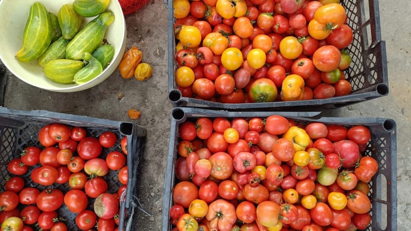 Karolína zemřela kvůli frutariánské dietě na Bali. V době smrti vážila pouhých 22 kilogramů