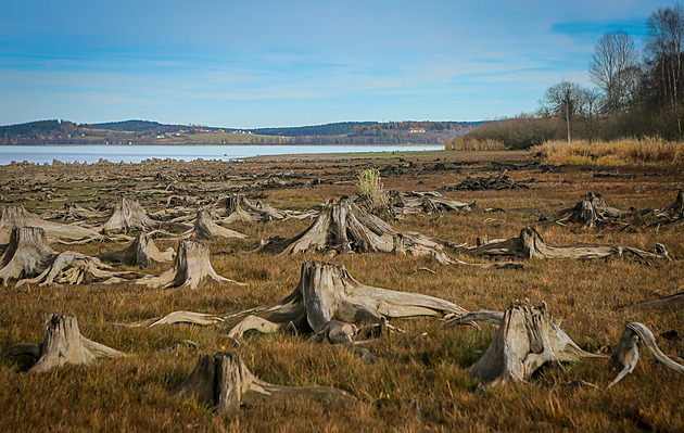OBRAZEM: Sucho na Lipně odhalilo zatopený les, břeh je pastí pro tisíce škeblí