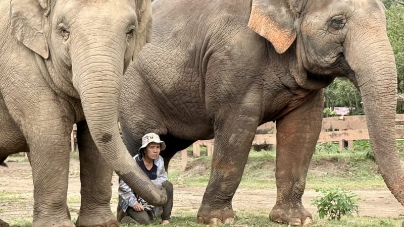 Slonice v japonské zoo zřejmě ušlapala ošetřovatele. Případ vyšetřuje policie