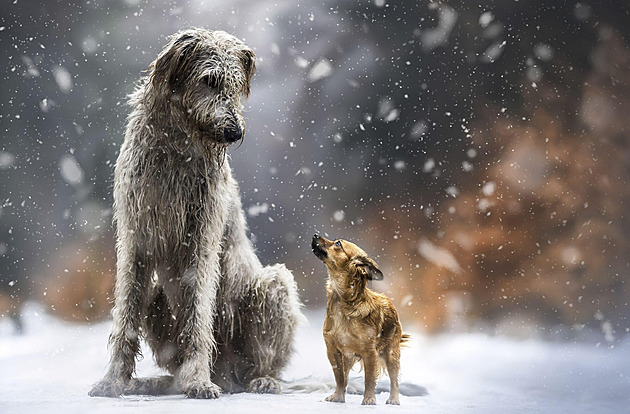 Nejroztomilejší mazlíčci prosince vyhráli prémiové krmivo, hlasující knihy