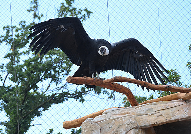 Ptačí chřipka se potvrdila u dalších ptáků v pražské zoo, nákaza se zatím nešíří