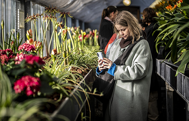 Pražský hrad opět zdobí tisíce květin. Začíná oblíbená výstava Předjaří