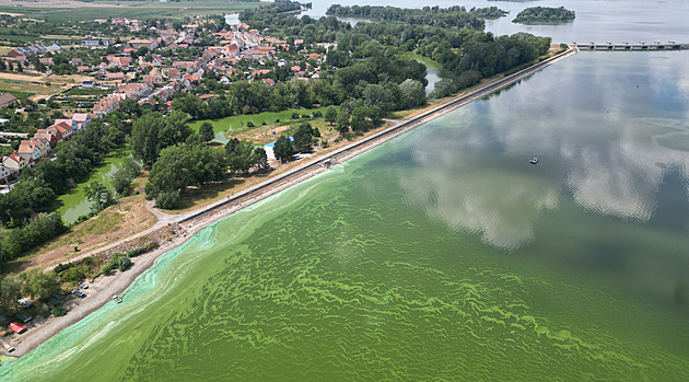 Po úhynu půl tuny ryb se situace na Dyji zlepšila. Hrozba kvůli sinicím ale trvá